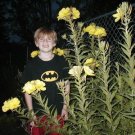 primrose, evening 1000 seeds, RESEEDS EASILY!
