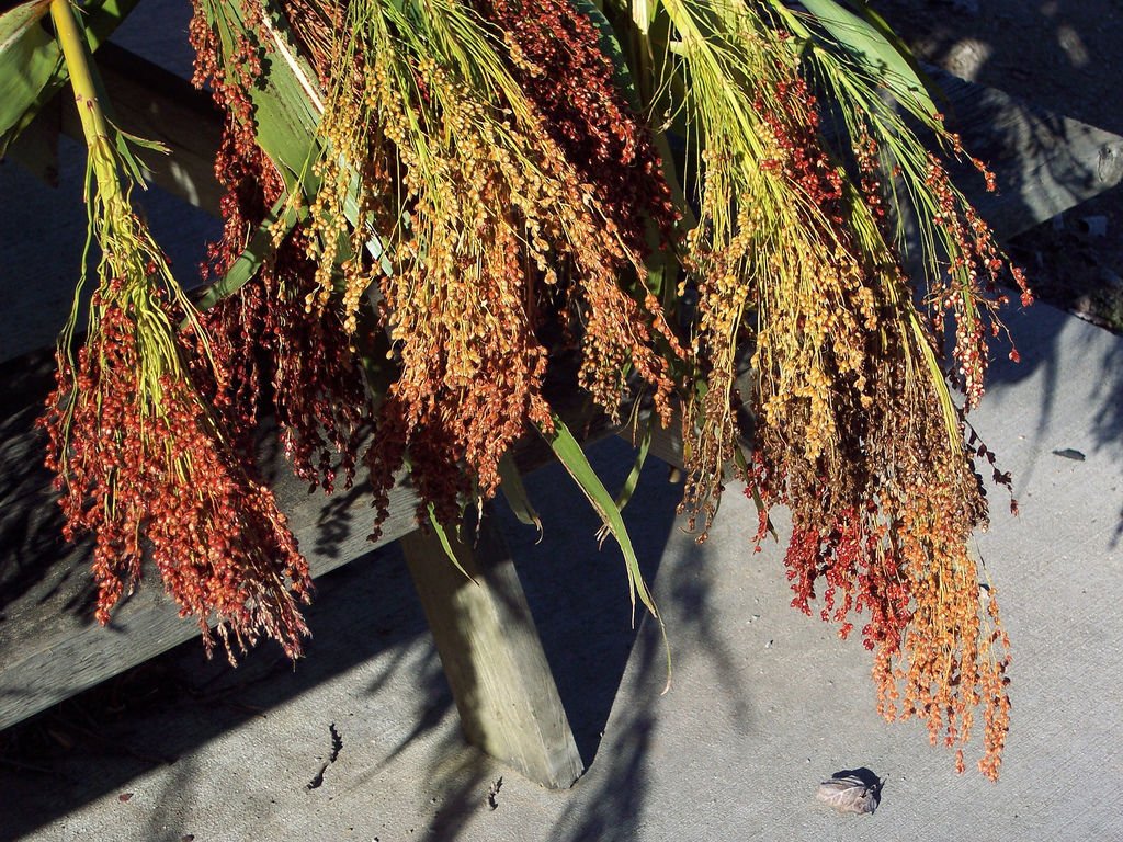 corn, BROOM CORN, mixed colors, 70 seeds!