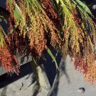corn, BROOM CORN, mixed colors, 70 seeds!