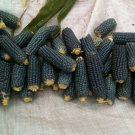 corn, BLUE pop POPCORN, 50 seeds! corn, BLUE pop POPCORN, 50 seeds!