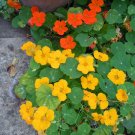 nasturtium, JEWEL MIX, EDIBLE FLOWER, 30 SEEDS! nasturtium, JEWEL MIX, EDIBLE FLOWER, 30 SEEDS!