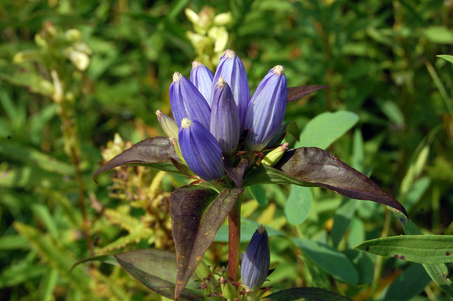 bottle gentian, GALL FLOWER, blue PERENNIAL, 570 seeds