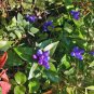 bottle gentian, GALL FLOWER, blue PERENNIAL, 570 seeds