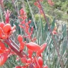 yucca, RED YUCCA , drought tolerant flower, 10 seeds! yucca, RED YUCCA , drought tolerant flower, 10 seeds!