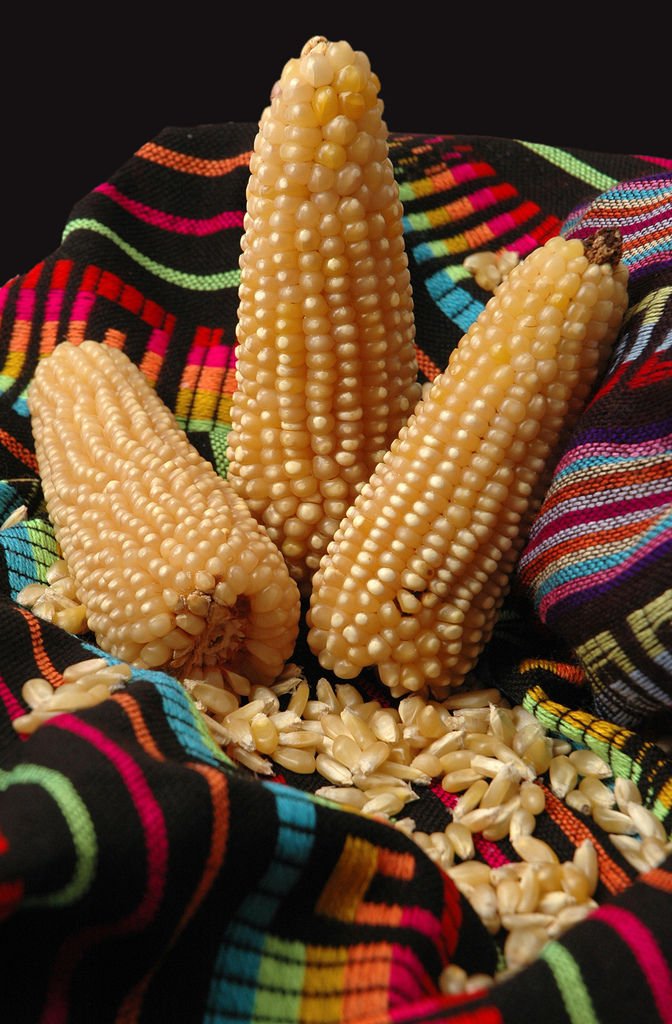 corn, POPCORN, WHITE, pop corn, 75 SEEDS!