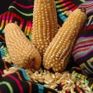 corn, POPCORN, WHITE, pop corn, 75 SEEDS!