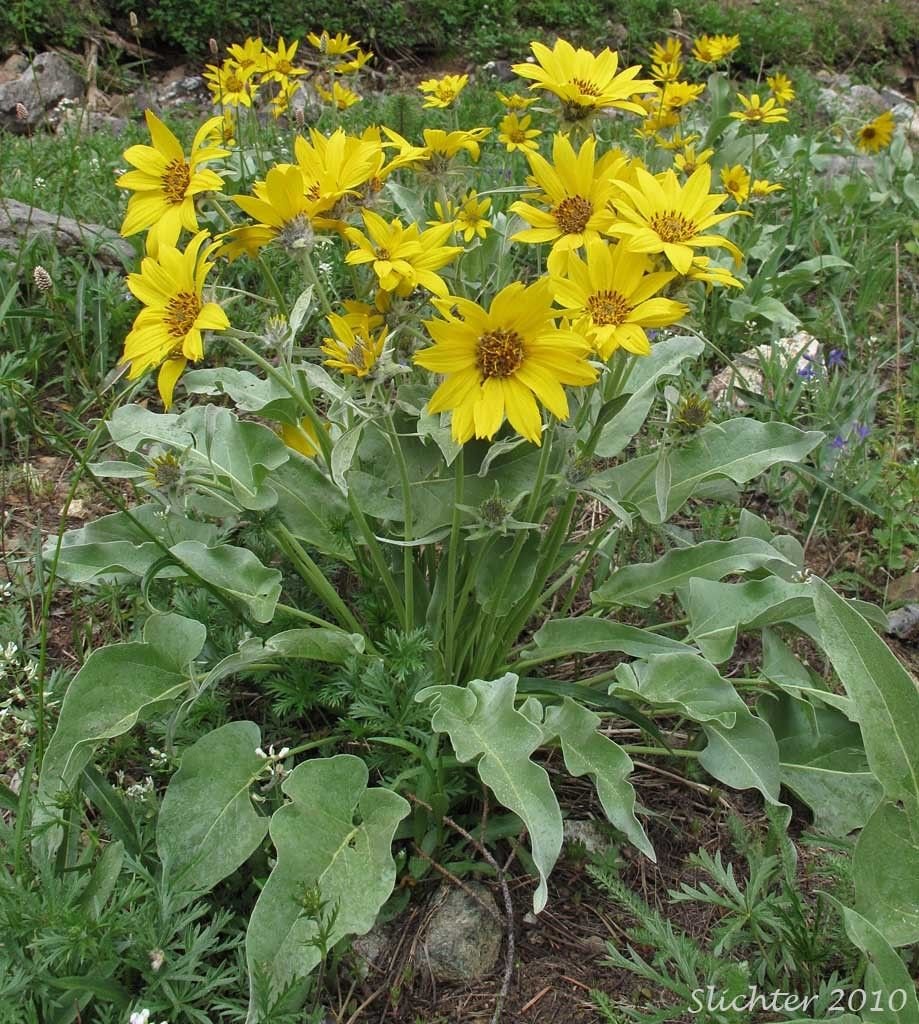 balsam root, ARROWLEAF BALSAMROOT, wild sunflower, 25 seeds!