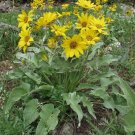 balsam root, ARROWLEAF BALSAMROOT, wild sunflower, 25 seeds!