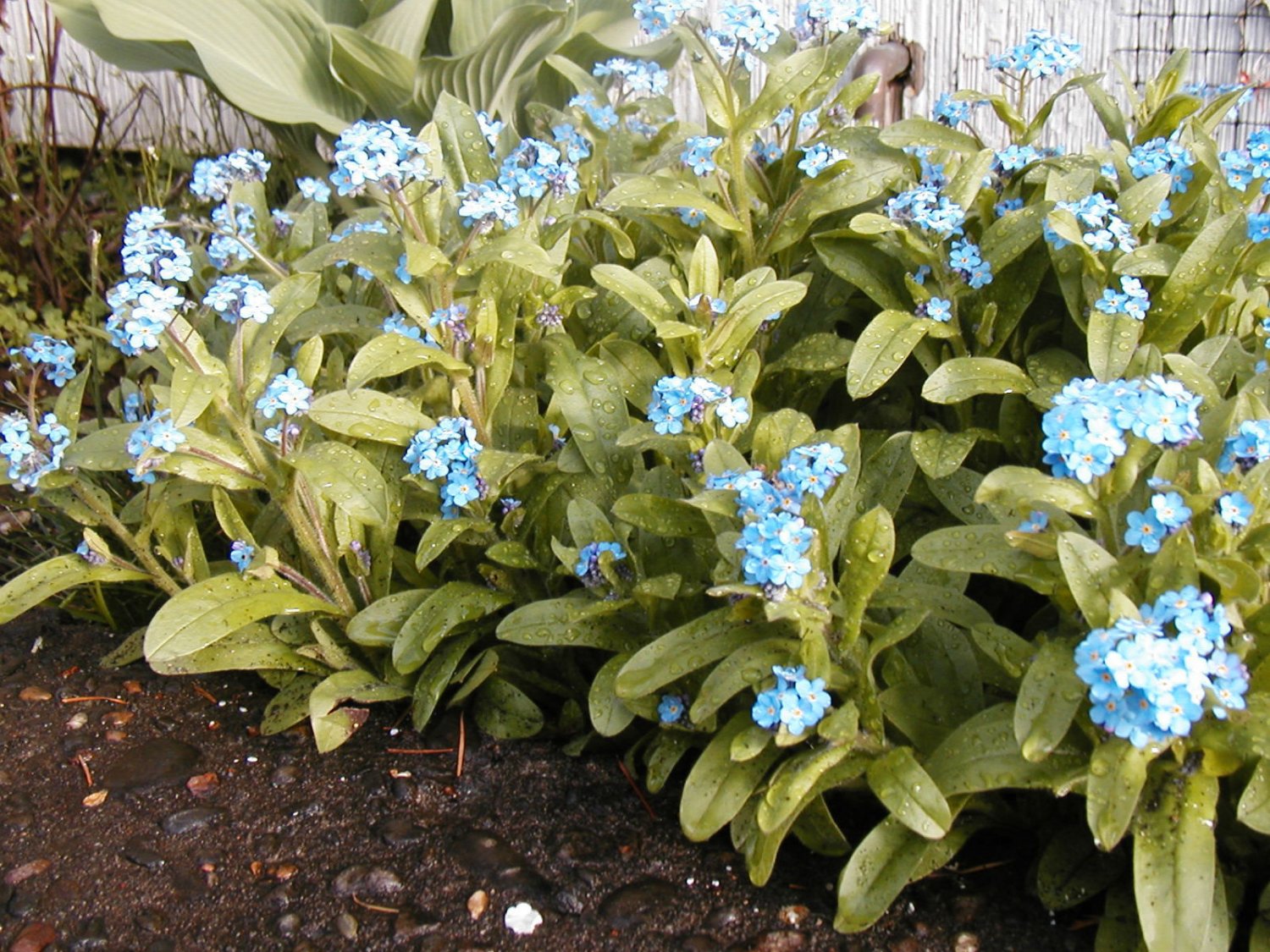 PERENNIAL MYOSOTIS, blue flower, 75 SEEDS!