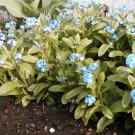 forget-me-not, PERENNIAL MYOSOTIS, blue flower, 75 SEEDS! forget-me-not, PERENNIAL MYOSOTIS, blue flower, 75 SEEDS!