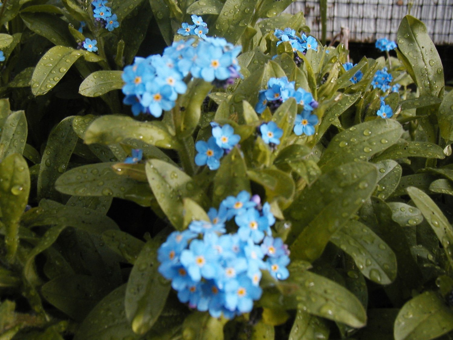 PERENNIAL MYOSOTIS, blue flower, 75 SEEDS!