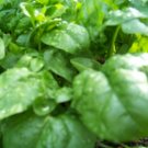 spinach, BLOOMSDALE LONG STANDING, 45 seeds!