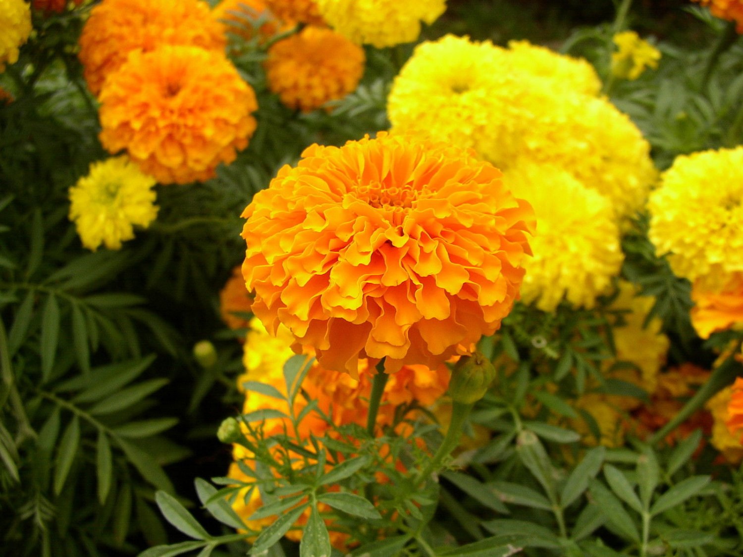 marigold, AFRICAN CRACKER JACK MIX, crackerjack, 265 seeds!