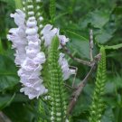 obedient plant, LION'S HEART, white flower, 55 SEEDS! obedient plant, LION'S HEART, white flower, 55 SEEDS!