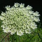queen anne's lace, BISHOP'S FLOWER, white, 265 seeds!