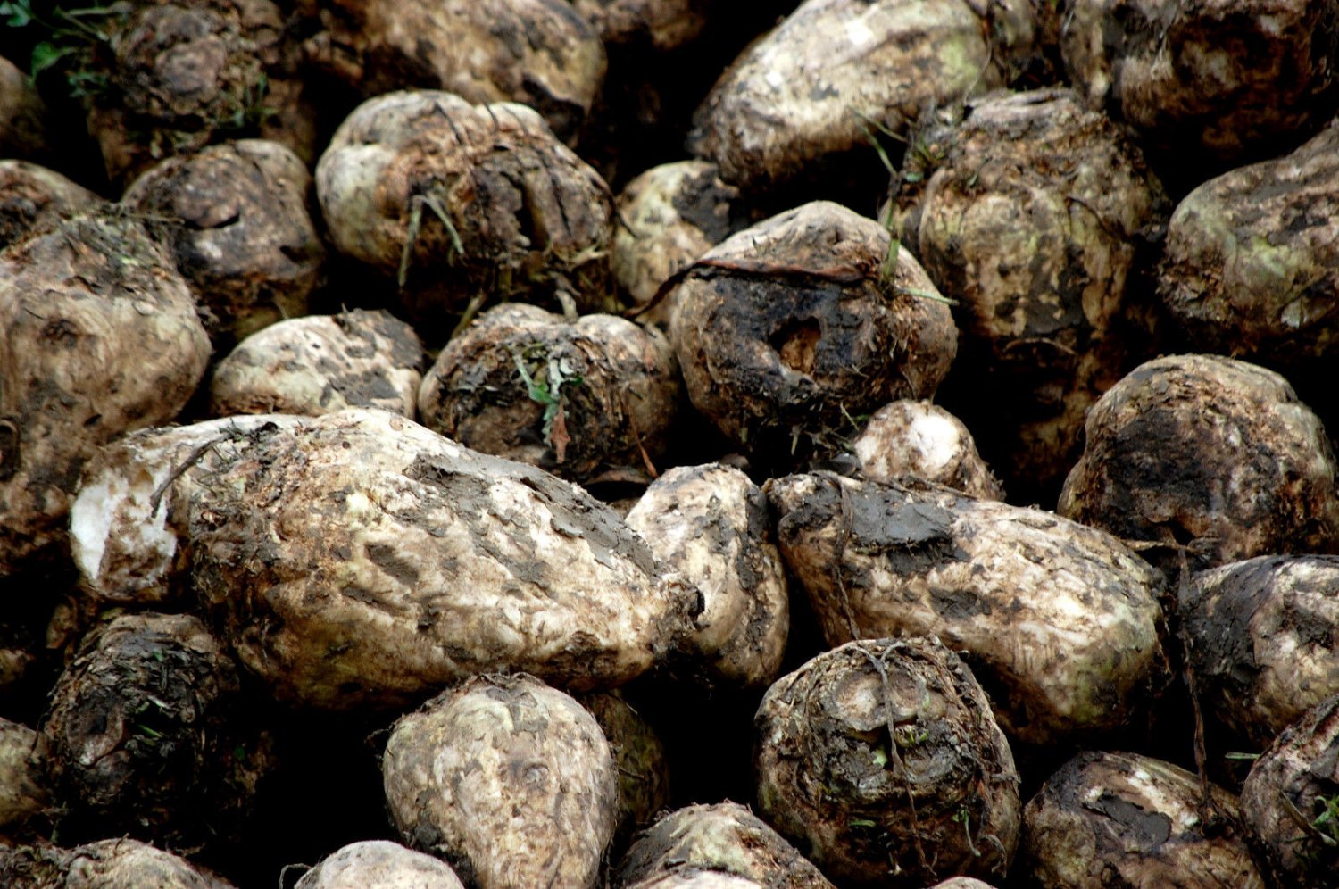 beet, SUGAR BEET, homemade sugar, 150 seeds!