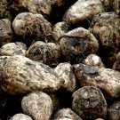 beet, SUGAR BEET, homemade sugar, 150 seeds!
