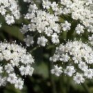 anise, LICORICE PLANT SEEDS, 135 seeds!