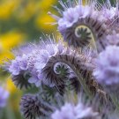 lacy phacelia, PURPLE TANSY flower, 170 seeds!