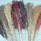 sorghum, COLORED UPRIGHT fast growing fence 7-12' tall FLORAL 37 SEEDS!