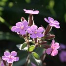 soapwort, BOUNCING BET, pink cowcockle flower, 215 SEEDS
