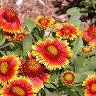 blanket flower, DROUGHT TOLERANT, 40 seeds! blanket flower, DROUGHT TOLERANT, 40 seeds!