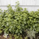 lemon balm, Perennial Herb, HEIRLOOM, 235 seeds! lemon balm, Perennial Herb, HEIRLOOM, 235 seeds!