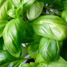 basil, ITALIAN BROADLEAF, SWEET HERB, 750 seeds