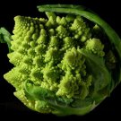 broccoli, ROMANESCO, unusual conical, 40 seeds!