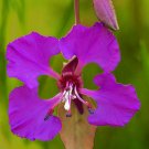 mountain garland, CLARKIA, 480 seeds!