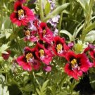 butterfly orchid flower, SCHIZANTHUS, 500 seeds