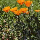 poppy, CALIFORNIA STATE FLOWER,, orange 1000 seeds