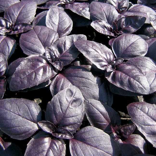 basil, RED RUBIN, herb BASIL, 120 seeds!