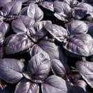 basil, RED RUBIN, herb BASIL, 120 seeds! basil, RED RUBIN, herb BASIL, 120 seeds!