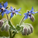 borage, HERB - EDIBLE blue FLOWER 60 seeds! borage, HERB - EDIBLE blue FLOWER 60 seeds!