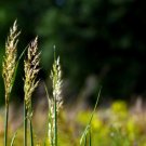 indian grass, PERENNIAL ORNAMENTAL, 140 seeds! indian grass, PERENNIAL ORNAMENTAL, 140 seeds!