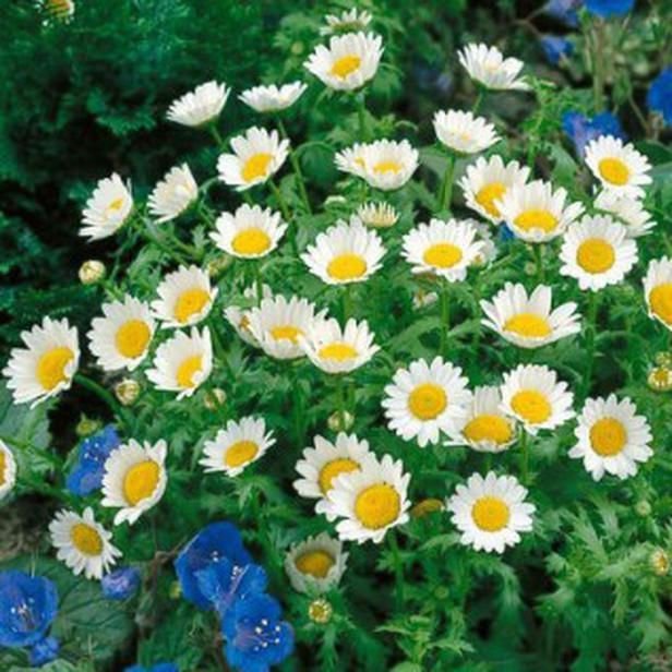 daisy, CREEPING, dwarf, ONLY 8" TALL, white flower, 180 SEEDS!