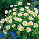 daisy, CREEPING, dwarf, ONLY 8" TALL, white flower, 180 SEEDS! daisy, CREEPING, dwarf, ONLY 8" TALL, white flower, 180 SEEDS!