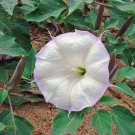 angel's trumpet SACRED white, DATURA WRIGHTII 10 seeds!