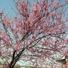 redbud, EASTERN REDBUD tree, pink flowers, 75 seeds! redbud, EASTERN REDBUD tree, pink flowers, 75 seeds!