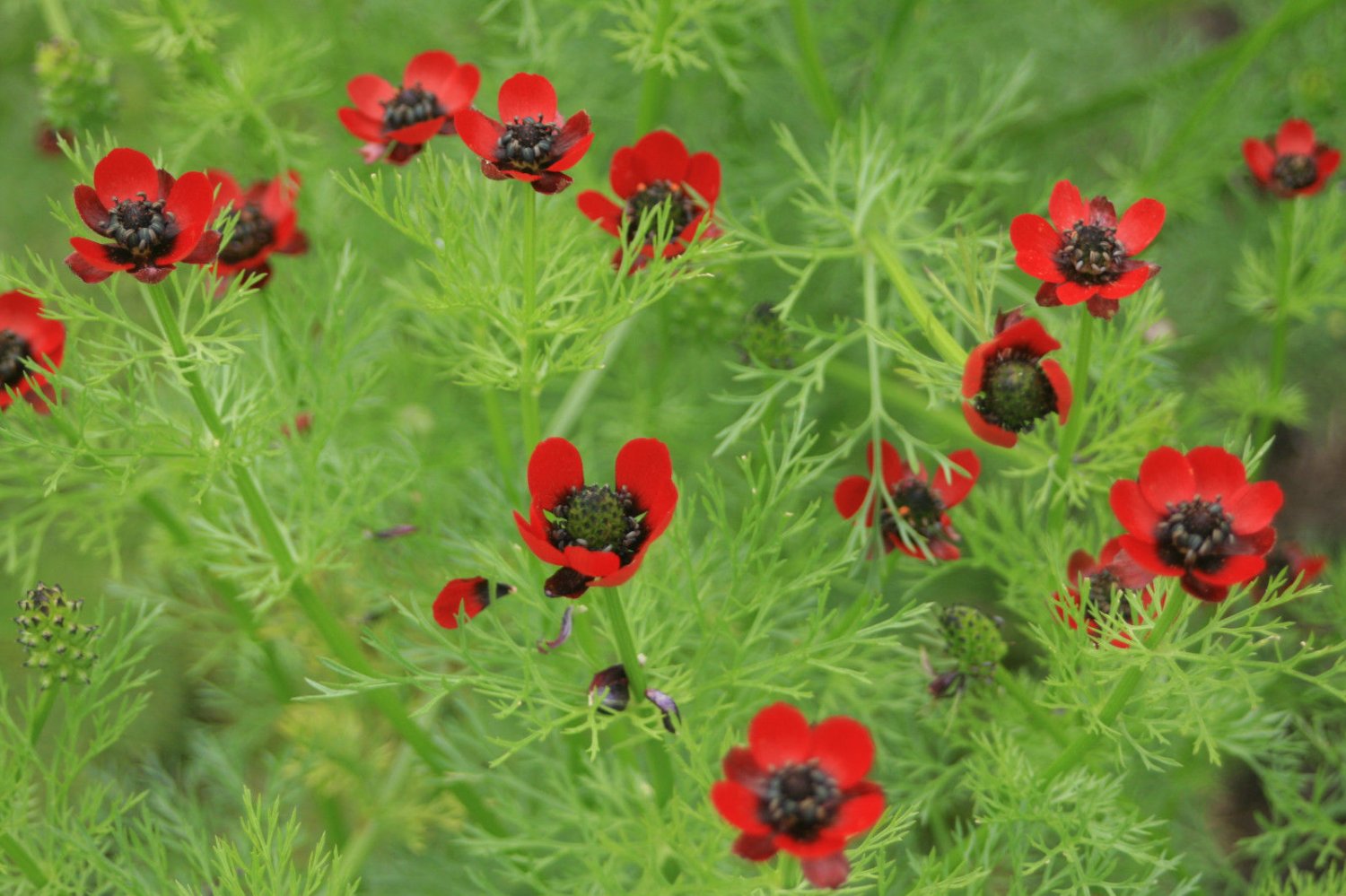 pheasant, PHEASANT'S EYE annual red flower, 80 seeds!