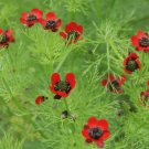 pheasant, PHEASANT'S EYE annual red flower, 80 seeds!