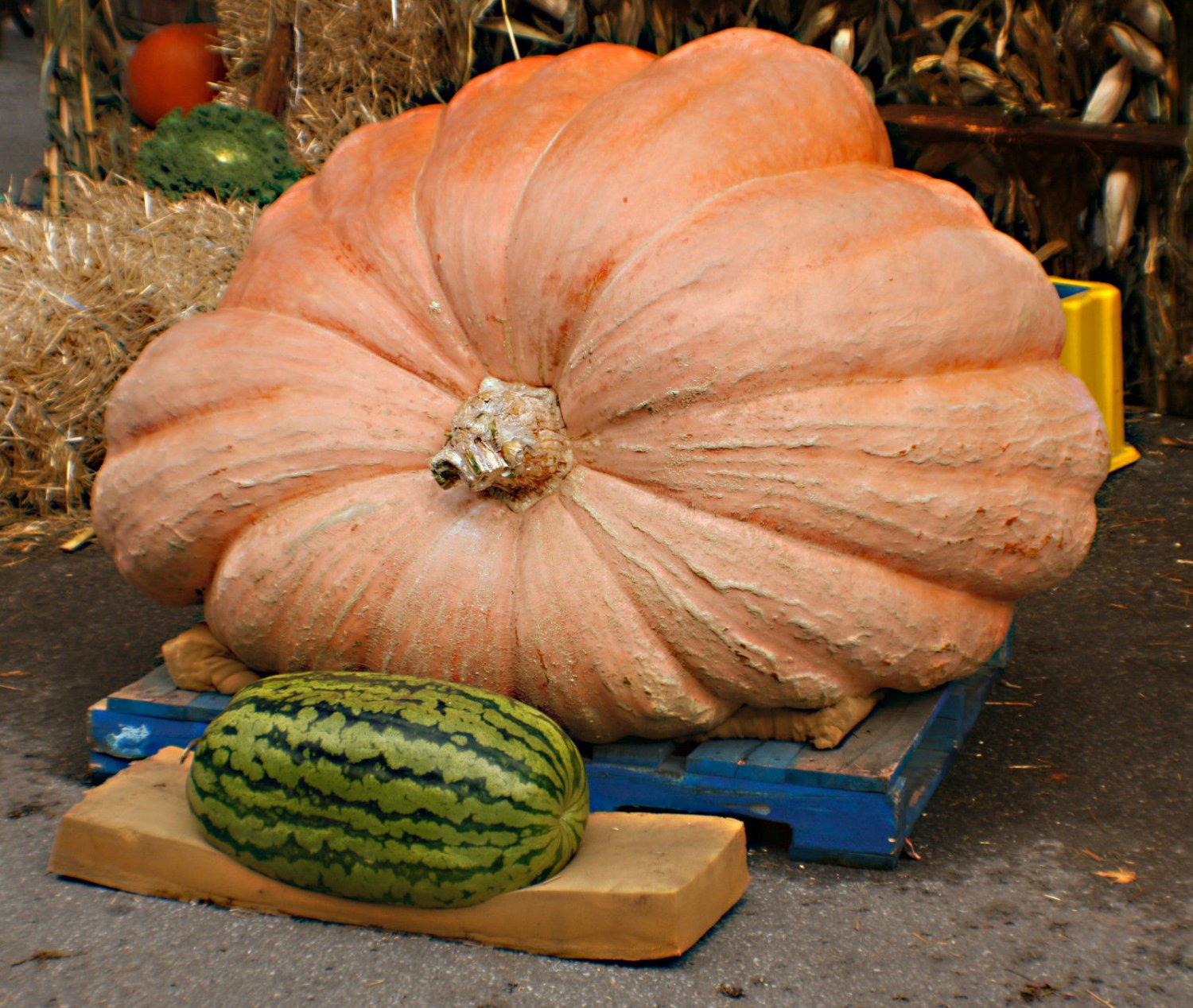 pumpkin, dills, DILL'S ATLANTIC GIANT, worlds largest record, 5 seeds!