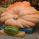 pumpkin, dills, DILL'S ATLANTIC GIANT, worlds largest record, 5 seeds! pumpkin, dills, DILL'S ATLANTIC GIANT, worlds largest record, 5 seeds!