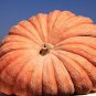 pumpkin, dills, DILL'S ATLANTIC GIANT, worlds largest record, 5 seeds!