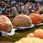 pumpkin, dills, DILL'S ATLANTIC GIANT, worlds largest record, 5 seeds!