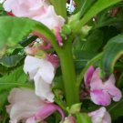 balsam, CAMELLIA camelia FLOWERED,, 200 SEEDS! balsam, CAMELLIA camelia FLOWERED,, 200 SEEDS!