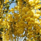 golden chain tree, YELLOW FLOWERS, 165 seeds!