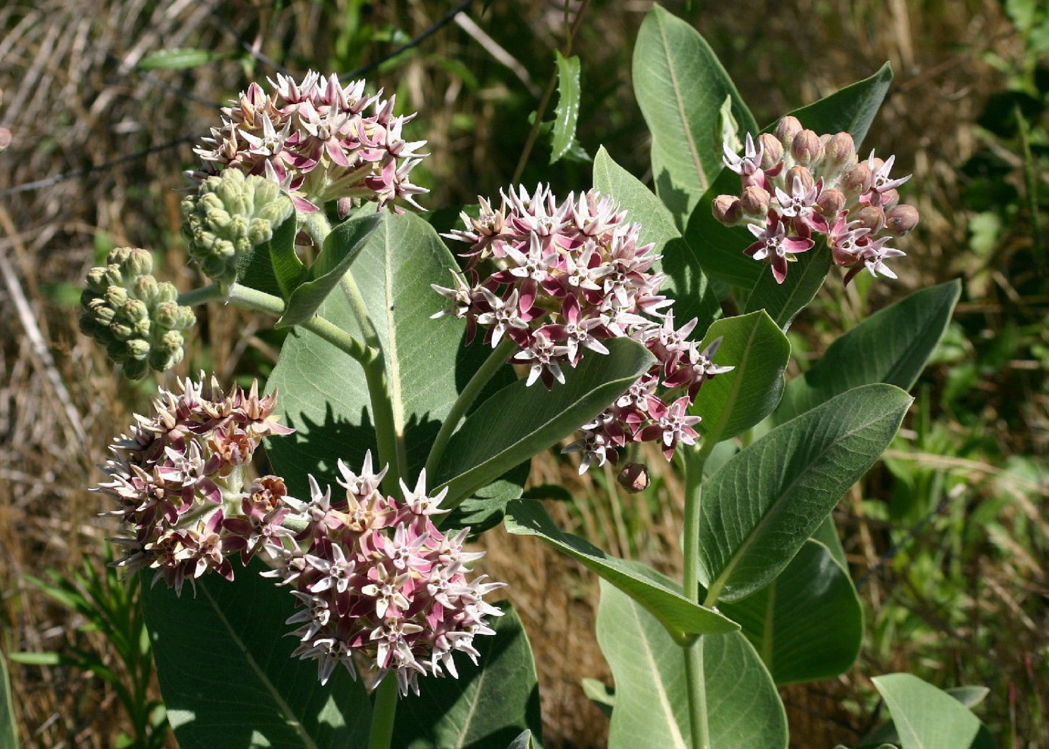 Milkweed, Showy Pink Flower, For Butterflies, 20 Seeds!