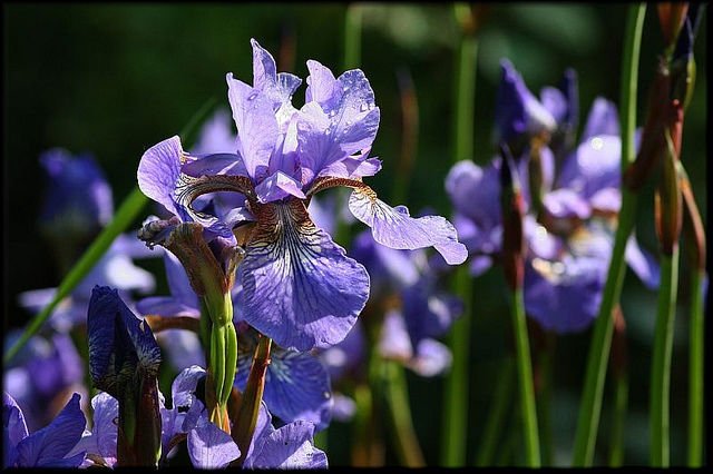 iris, WESTERN BLUE FLAG IRIS, flower, 21 seeds!